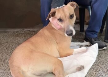 El programa “Castraciones en tu Barrio” llega a Los Nogales