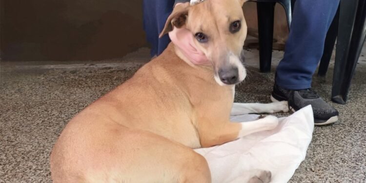 El programa “Castraciones en tu Barrio” llega a Los Nogales