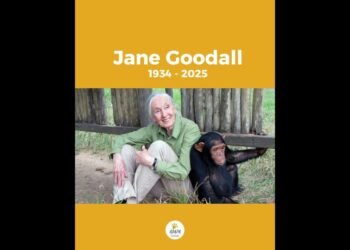 Adiós a Jane Goodall: su legado inspira acción en Rafaela y zona