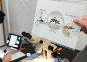 Objetivo Dengue: cómo funciona la red de monitoreo que permitió detectar la presencia del mosquito todo el año