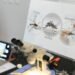 Objetivo Dengue: cómo funciona la red de monitoreo que permitió detectar la presencia del mosquito todo el año