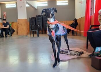 El programa “Castraciones en tu Barrio” llega al Amancay