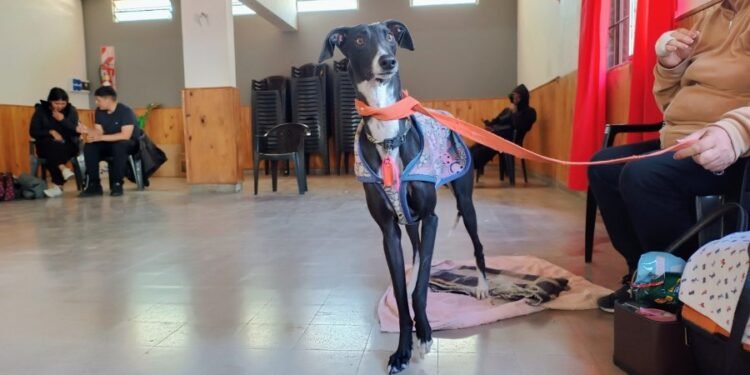 El programa “Castraciones en tu Barrio” llega al Amancay