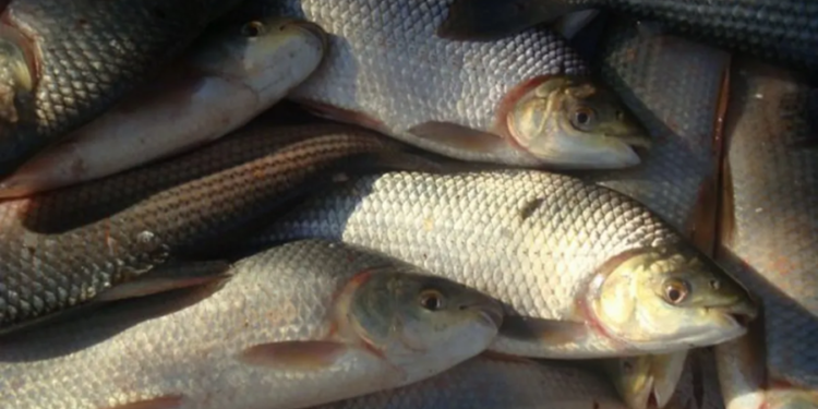 Veda pesquera: advierten que el Paraná no logra recuperar su equilibrio biológico