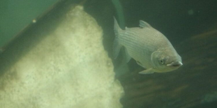 Santa Fe: se suspende por un año la exportación de peces del río Paraná