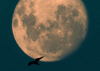 Superluna del Castor: un espectáculo para disfrutar en el cielo santafesino