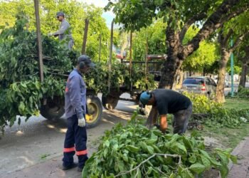 La Municipalidad realiza acciones de mantenimiento del arbolado público