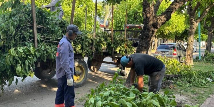 La Municipalidad realiza acciones de mantenimiento del arbolado público