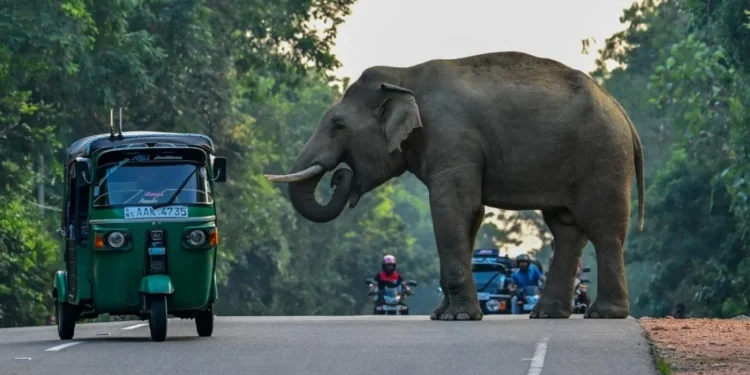 Trágico conflicto Sri Lanka desplegó 5.000 efectivos para controlar la lucha entre humanos y elefantes