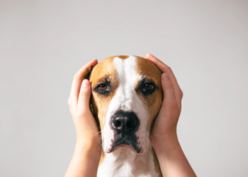 Animales de compañía y pirotecnia: “Estamos en contra de las gotas que se le dan para sedar”