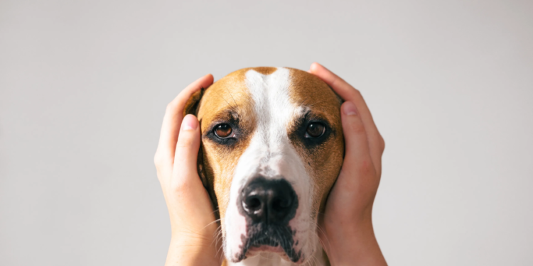 Animales de compañía y pirotecnia: “Estamos en contra de las gotas que se le dan para sedar”