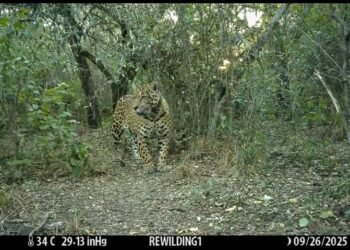 Investigan el asesinato de una yaguareté liberada en El Impenetrable