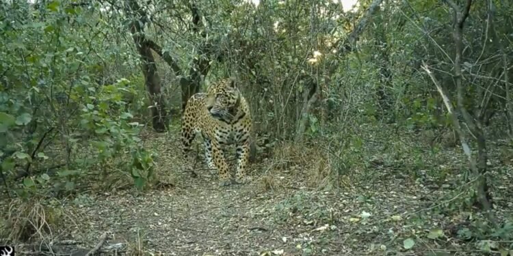 Investigan el asesinato de una yaguareté liberada en El Impenetrable
