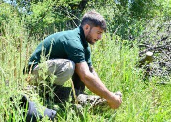 Ambiente: se concretó en Santa Fe la reinserción de Ricardito, el yacaré que pasó más de 10 años en el Instituto Malbrán
