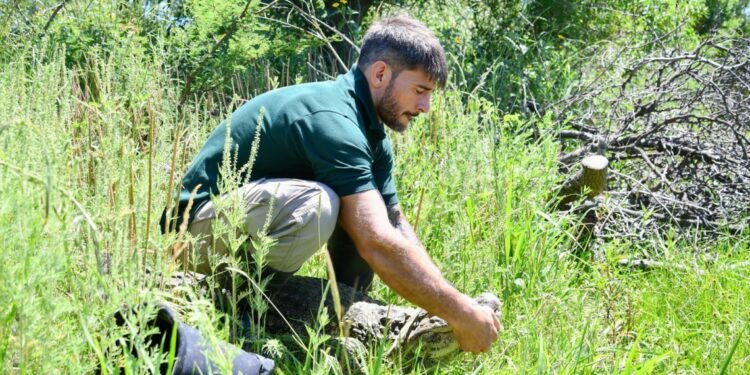 Ambiente: se concretó en Santa Fe la reinserción de Ricardito, el yacaré que pasó más de 10 años en el Instituto Malbrán