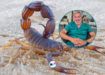 Alacranes en el hogar: ¿Qué cuidados tener durante los meses de altas temperaturas?