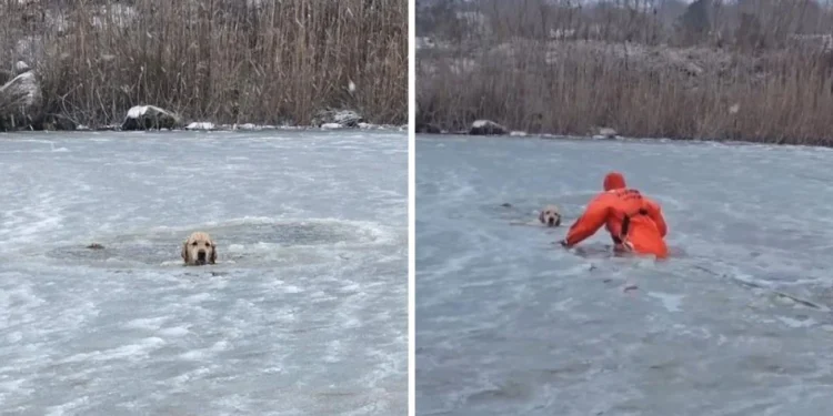 Es viral Operativo contrarreloj: así sacaron a un perro de un estanque congelado en Estados Unidos
