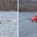 Es viral Operativo contrarreloj: así sacaron a un perro de un estanque congelado en Estados Unidos