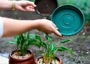 El descacharrado es clave para prevenir el dengue