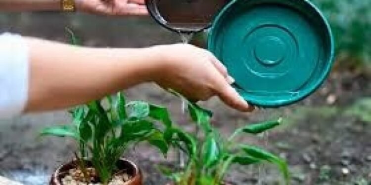 El descacharrado es clave para prevenir el dengue