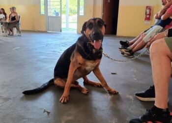 “Castraciones en tu Barrio” llega a barrio Italia con atención gratuita para perros y gatos