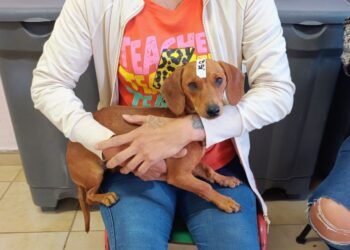 El programa «Castraciones en tu Barrio» llega al Ilolay