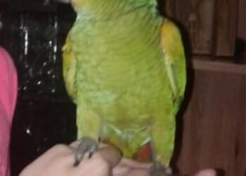 Insólito robo en barrio Villa Rosas: encapuchados se llevaron su mascota y ahora la familia pide ayuda para recuperarlo