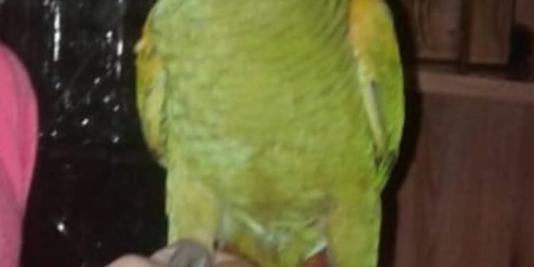 Insólito robo en barrio Villa Rosas: encapuchados se llevaron su mascota y ahora la familia pide ayuda para recuperarlo