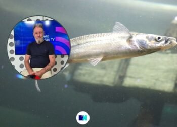 Ríos santafesinos: una biodiversidad con más de 200 especies de peces