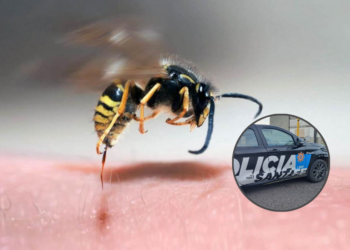 Tragedia en Las Colonias: murió un hombre tras un ataque de avispas en zona rural