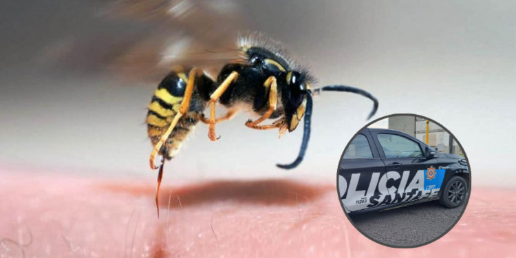 Tragedia en Las Colonias: murió un hombre tras un ataque de avispas en zona rural