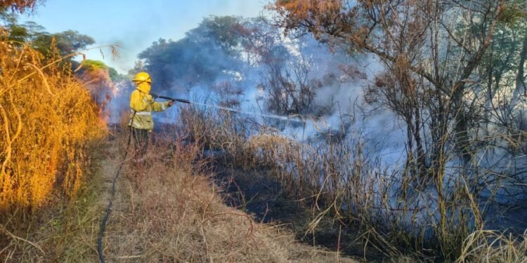Llamas en el campo: Intenso operativo para frenar un incendio que amenazaba sembrados al norte de la ciudad