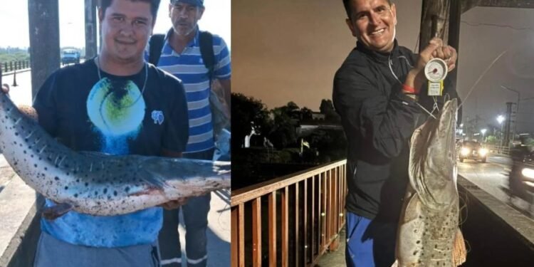 Puente Carretero de Santa Fe: varios pescadores van en busca del surubí, pero advierten que está prohibido