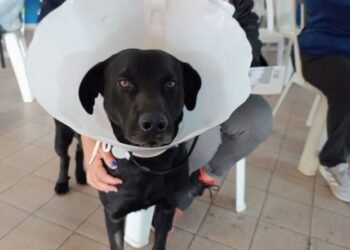 Castraciones gratuitas en «La Muni en tu barrio»