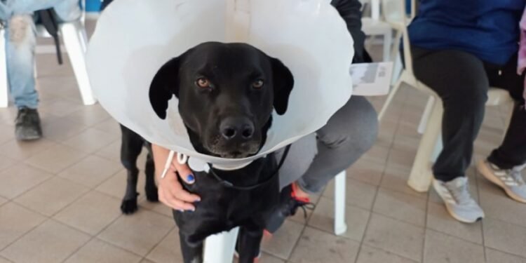 Castraciones gratuitas en «La Muni en tu barrio»