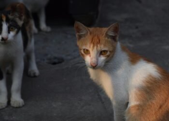 Zoonosis municipal: atención gratuita para el cuidado animal y la prevención en la comunidad