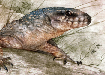 Hallan en la Patagonia un reptil de 70 millones de años y logran reconstruirlo digitalmente