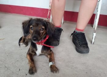 “Castraciones en tu Barrio” llega al Güemes con servicios gratuitos para mascotas