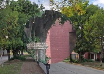 Vecinos de calle Domingo Silva reclaman por un árbol que daña viviendas y afecta la seguridad