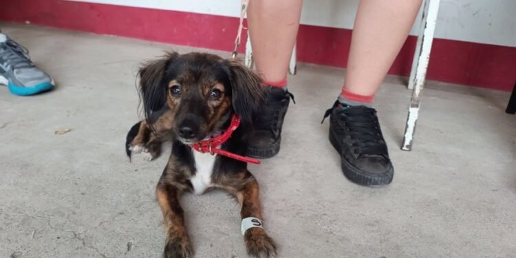 “Castraciones en tu Barrio” llega al Güemes con servicios gratuitos para mascotas