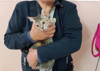 “Castraciones en tu Barrio” continúa en Güemes y San José con servicios gratuitos