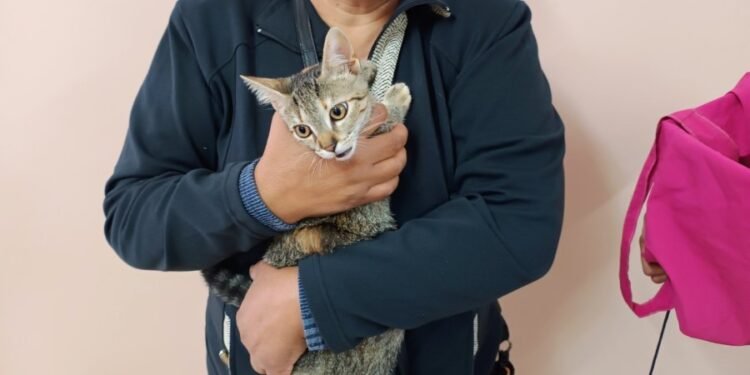 “Castraciones en tu Barrio” continúa en Güemes y San José con servicios gratuitos