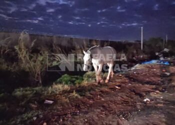 El impactante video que expone la crítica situación de un barrio de Rafaela: montañas de basura y un caballo suelto