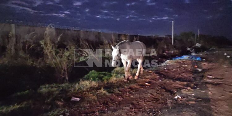 El impactante video que expone la crítica situación de un barrio de Rafaela: montañas de basura y un caballo suelto