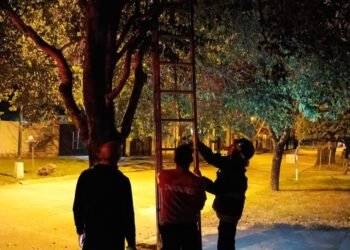 Rescataron a un gato que había quedado atrapado en un árbol en Rafaela