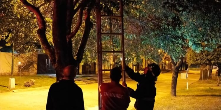 Rescataron a un gato que había quedado atrapado en un árbol en Rafaela
