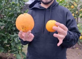 Sorpresa en Rafaela: un vecino cosechó naranjas gigantes de casi un kilo en barrio Amancay