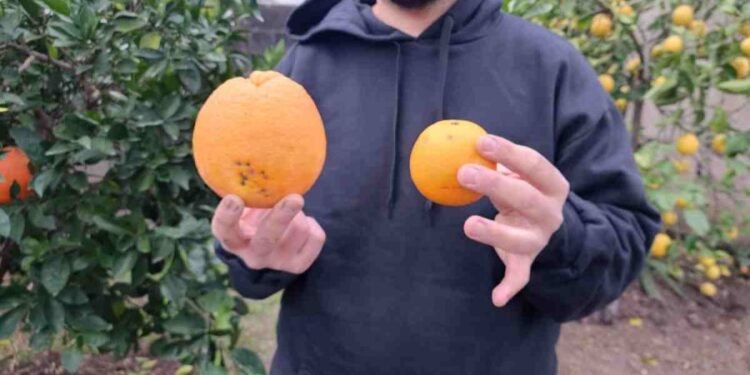 Sorpresa en Rafaela: un vecino cosechó naranjas gigantes de casi un kilo en barrio Amancay