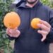 Sorpresa en Rafaela: un vecino cosechó naranjas gigantes de casi un kilo en barrio Amancay