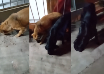 Buscan un hogar urgente para dos perros tras el fallecimiento de su dueño en barrio Fátima